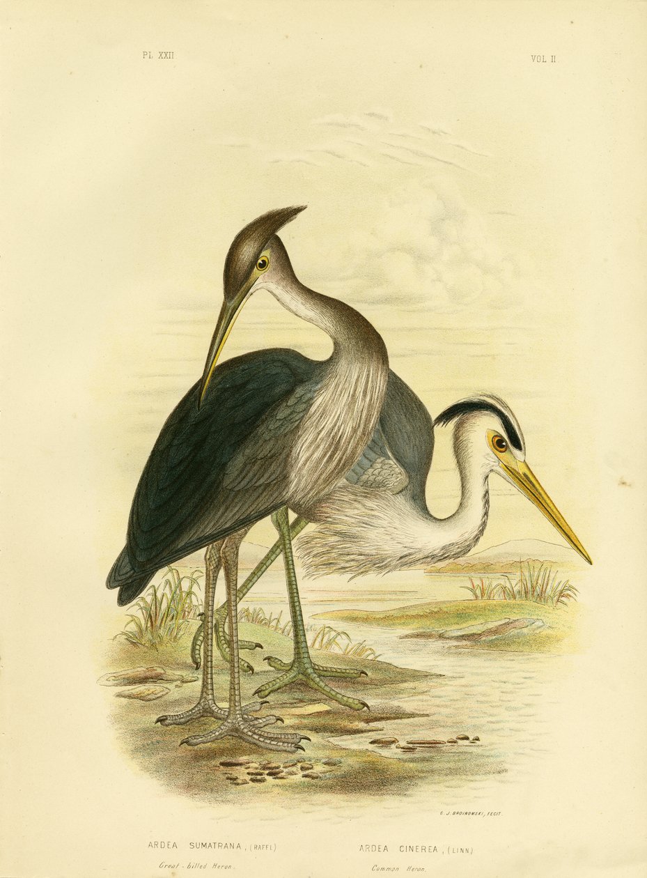 Garça-real-de-bico-grande ou garça-real Dusky-Cinzenta, 1891 de Gracius Broinowski