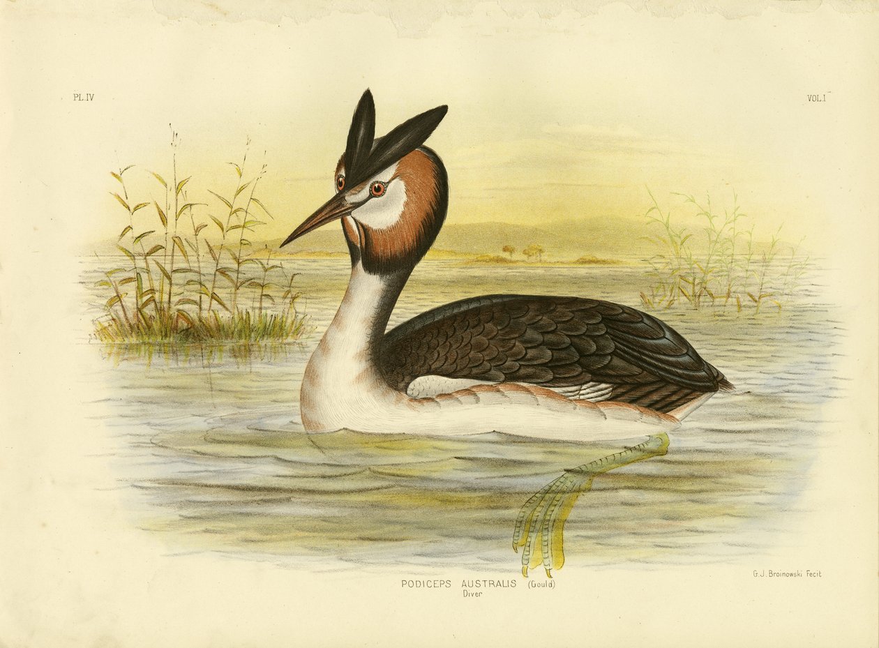 Grande Mergulhão-de-crista, 1891 de Gracius Broinowski