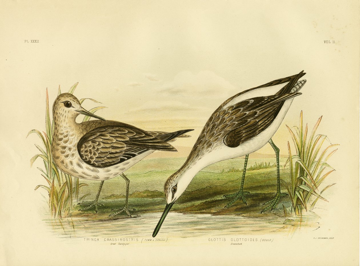 Grande maçarico, 1891 de Gracius Broinowski