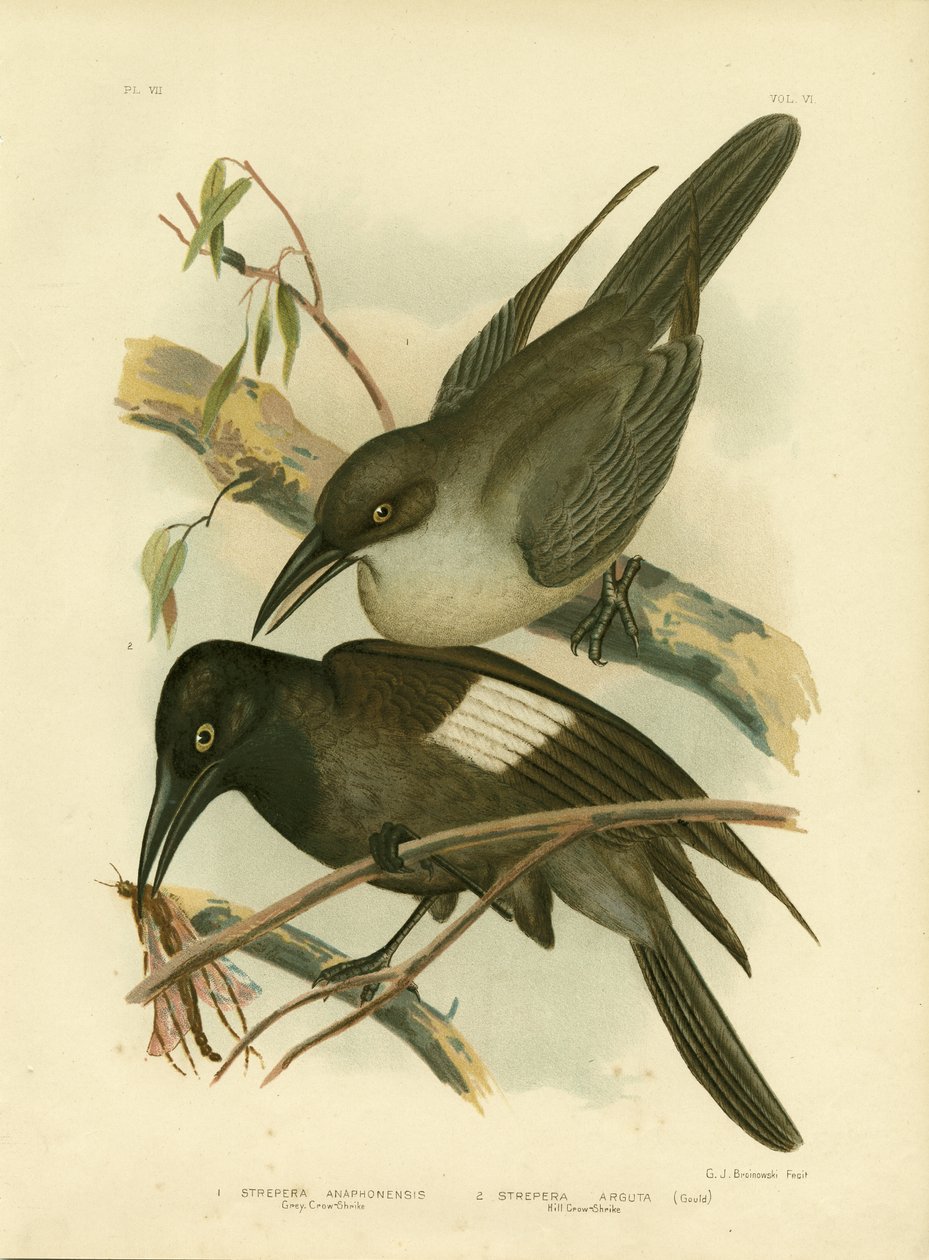 Corvo-Picanço Cinzento, 1891 de Gracius Broinowski
