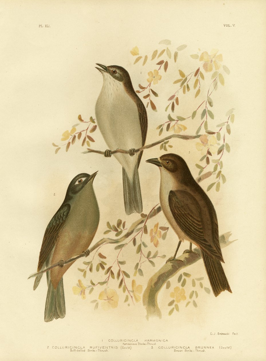 Picanço-Thrush Harmonioso ou Picanço-Tordo Cinzento, 1891 de Gracius Broinowski
