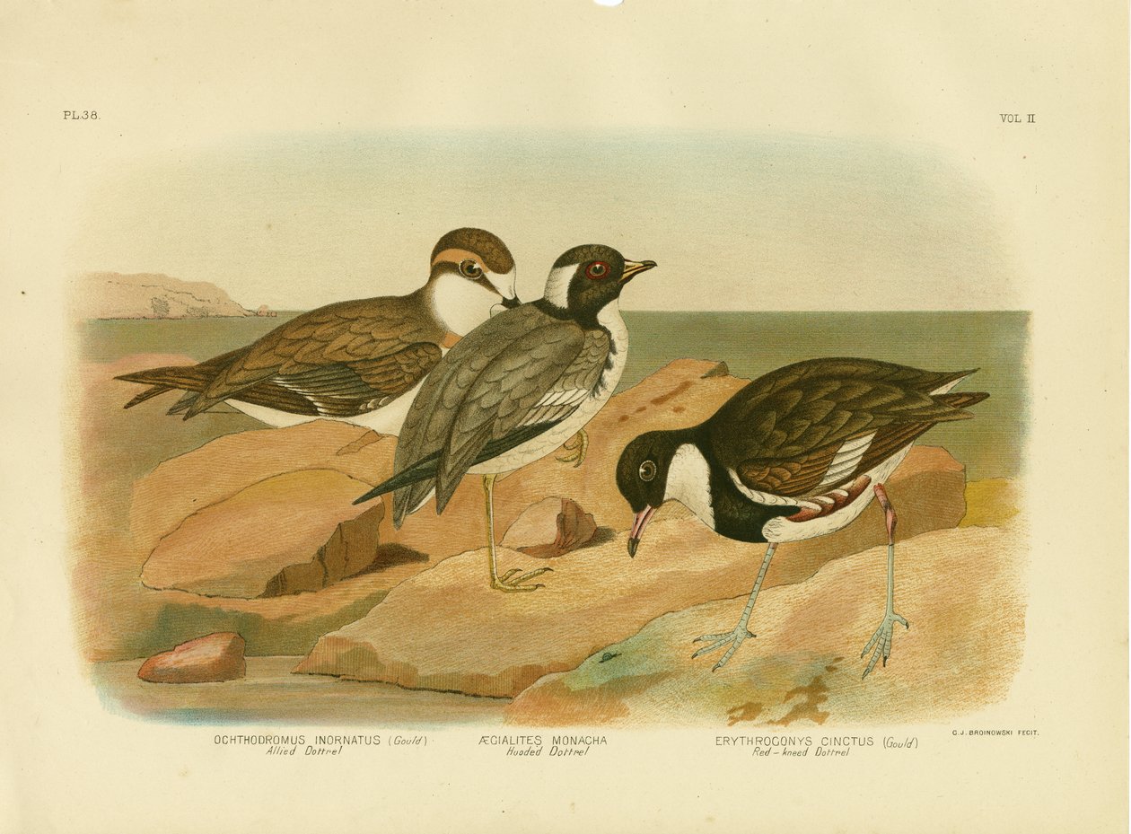 Dotterel encapuçado, 1891 de Gracius Broinowski