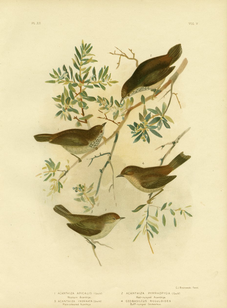 Thornbill interior ou Thornbill Broad-Tailed, 1891 de Gracius Broinowski