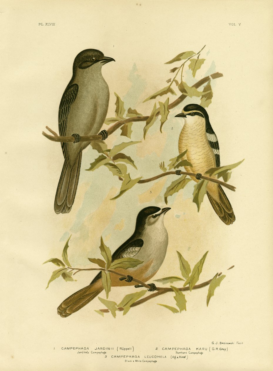 Jardines Campephaga ou Cicadabird comum, 1891 de Gracius Broinowski