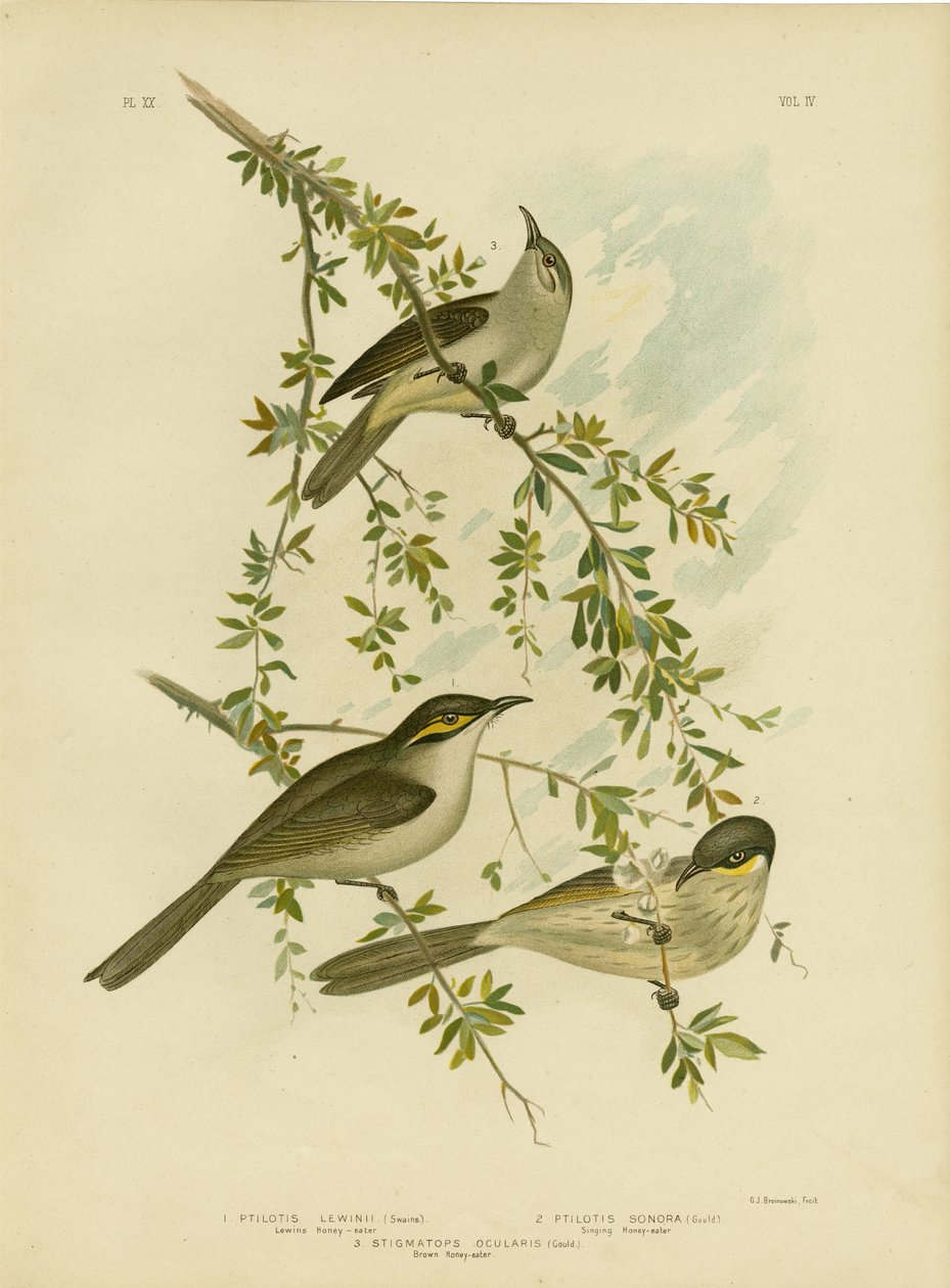 Lewin Honeyeater, 1891 de Gracius Broinowski