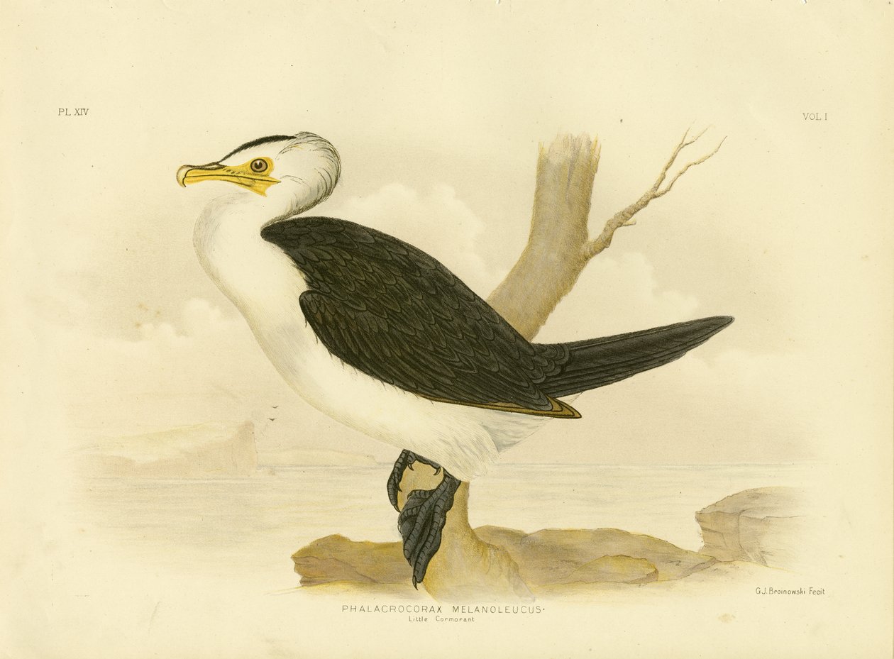 Pequeno Cormorão, 1891 de Gracius Broinowski