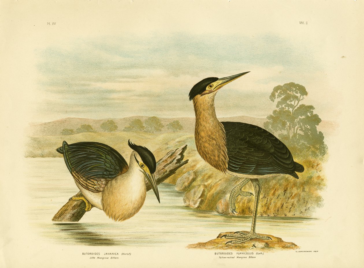 Garça-real de pequeno mangue, 1891 de Gracius Broinowski