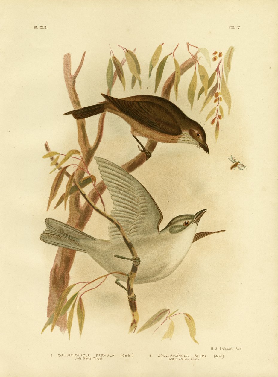 Pequeno Picanço-Thrush, 1891 de Gracius Broinowski