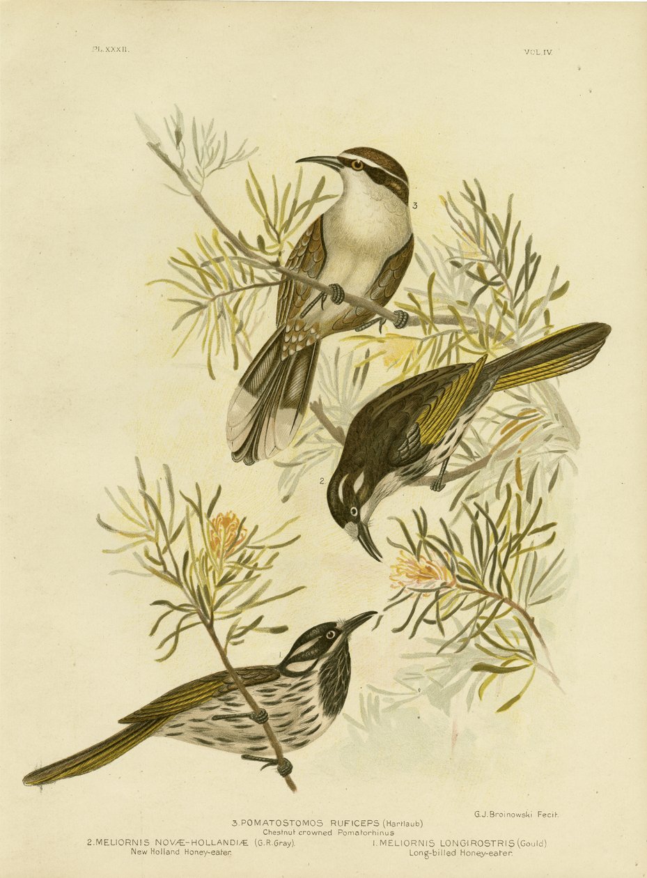 Honeyeater longo-faturado, 1891 de Gracius Broinowski