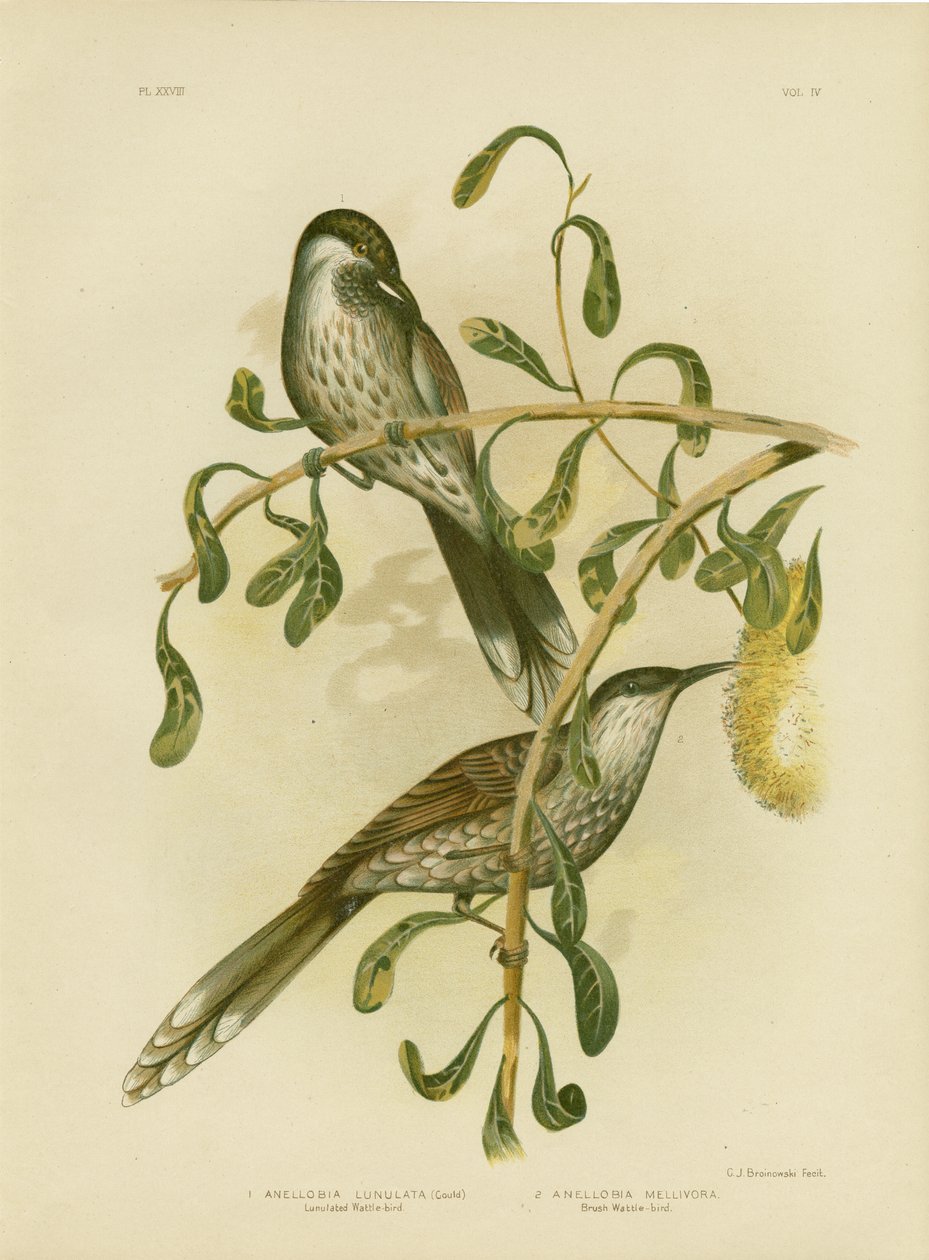 Wattlebird ou Little Wattlebird, 1891 de Gracius Broinowski