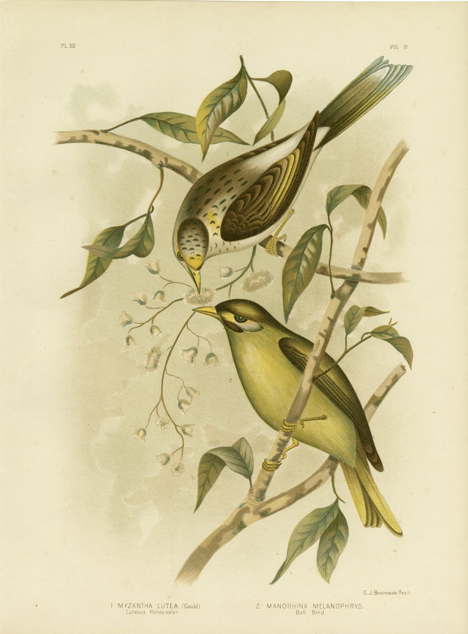Honeyeater Luteous ou Mineiro Amarelo-Throated, 1891 de Gracius Broinowski