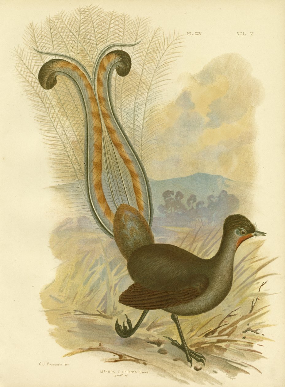 Lira, 1891 de Gracius Broinowski