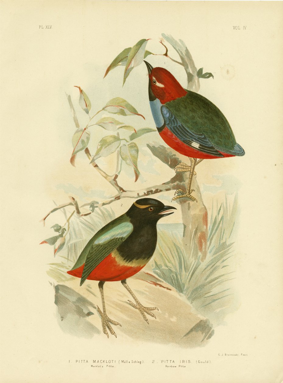 Macklot&39;S Pitta, 1891 de Gracius Broinowski