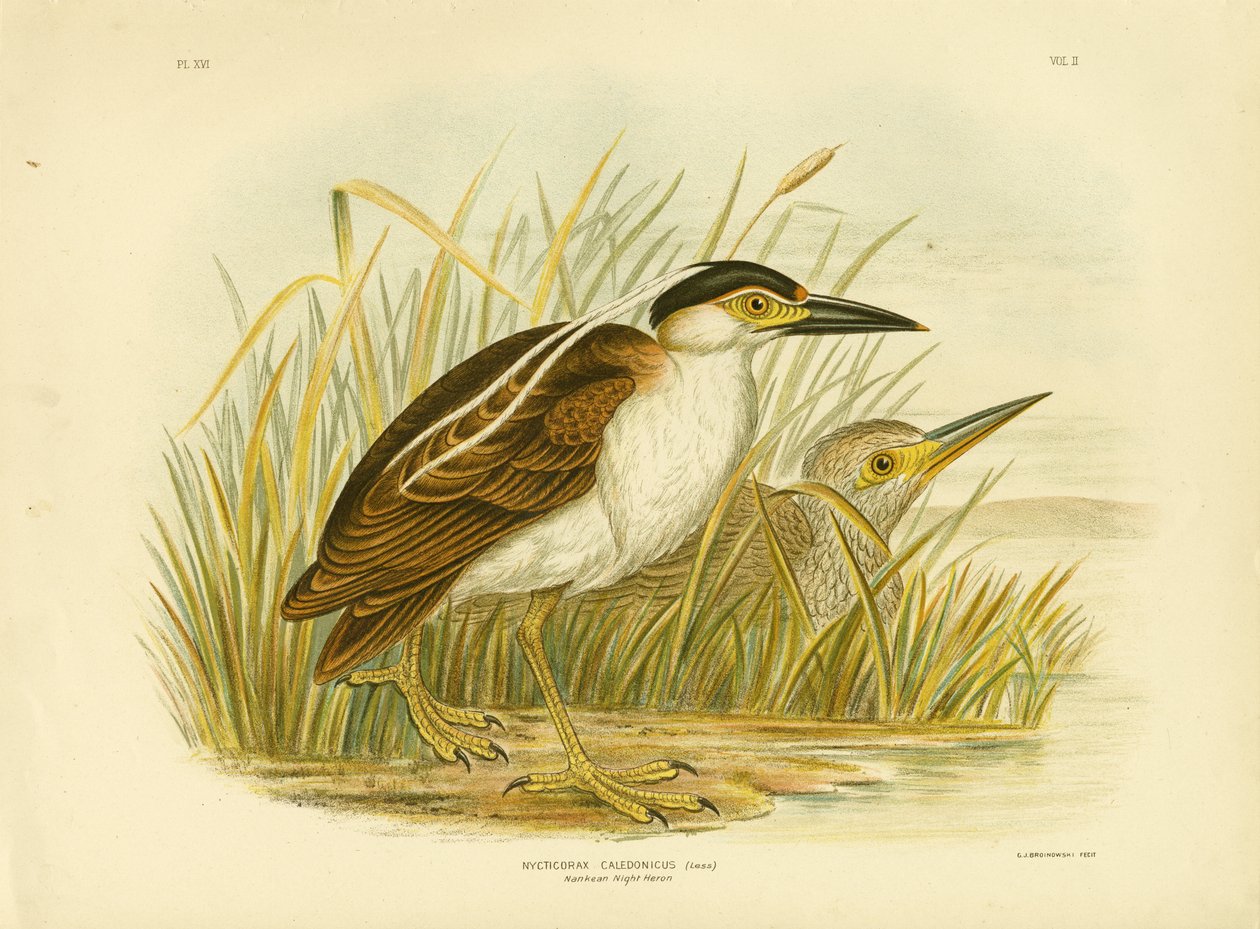 Garça-real de noite de Nankean ou Garça-real de Nankeen, 1891 de Gracius Broinowski