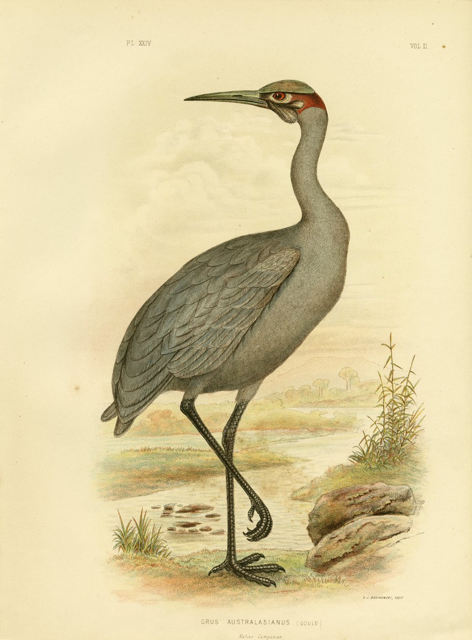 Companheiro nativo ou Brolga, 1891 de Gracius Broinowski