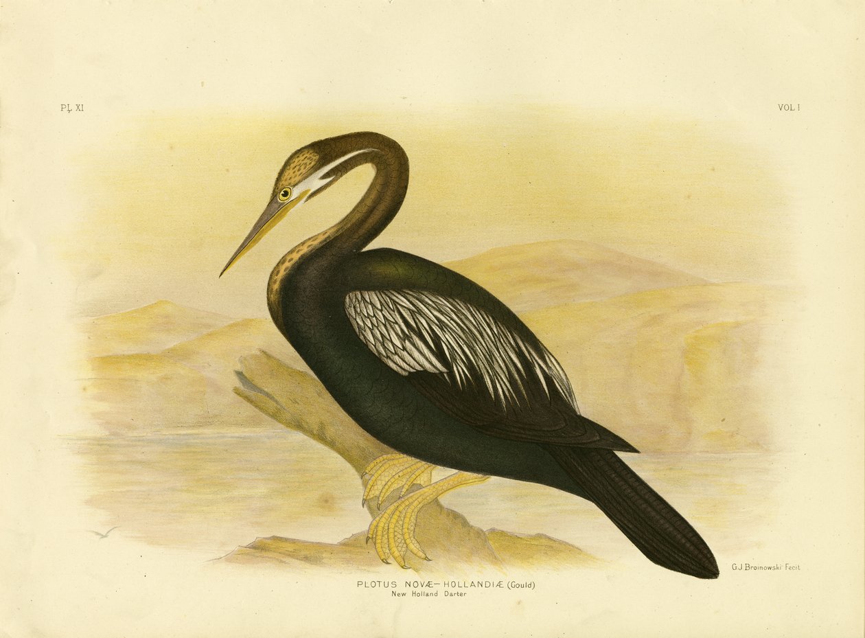 New Holland Darter, 1891 de Gracius Broinowski