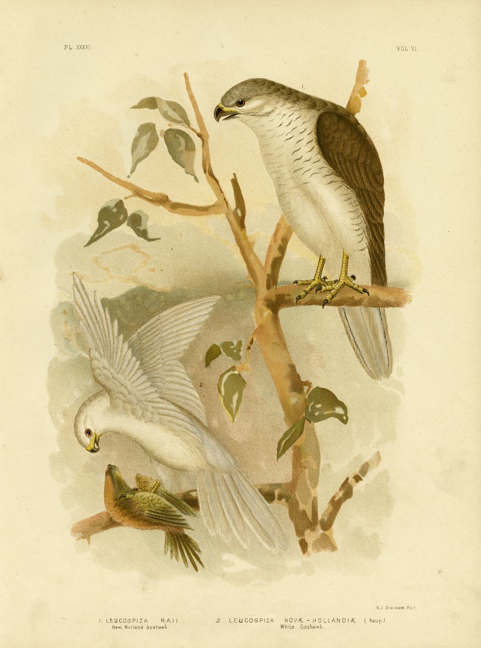 New Holland Goshawk, 1891 de Gracius Broinowski