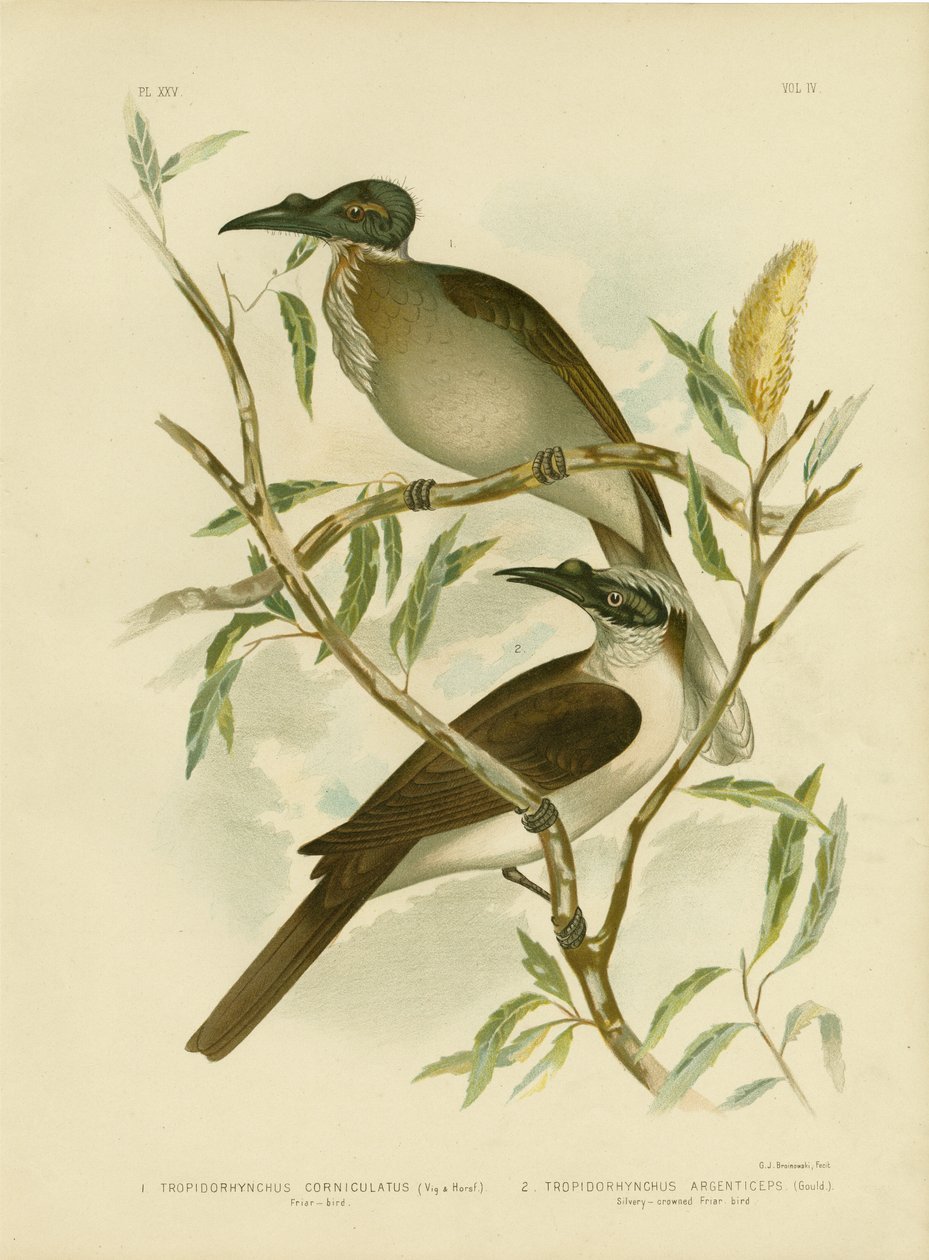 Noisy Friarbird, 1891 de Gracius Broinowski