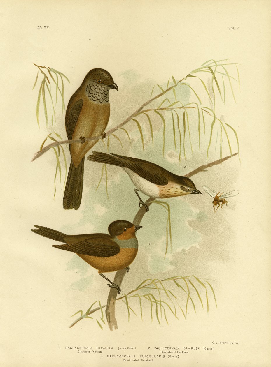 Olivaceous Thickhead ou Olive Whistler, 1891 de Gracius Broinowski