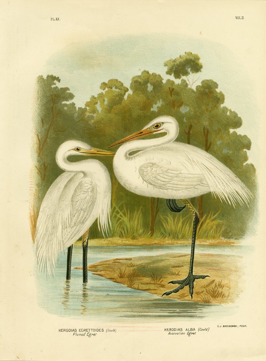 Garça-branca-plumas ou Garça-branca-média, 1891 de Gracius Broinowski