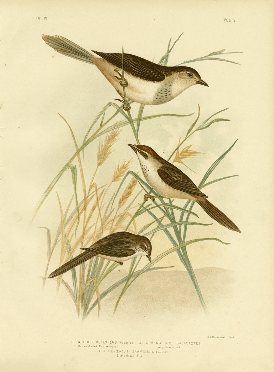 Cincloramphus Rufous-corado ou Rufous Songlark, 1891 de Gracius Broinowski