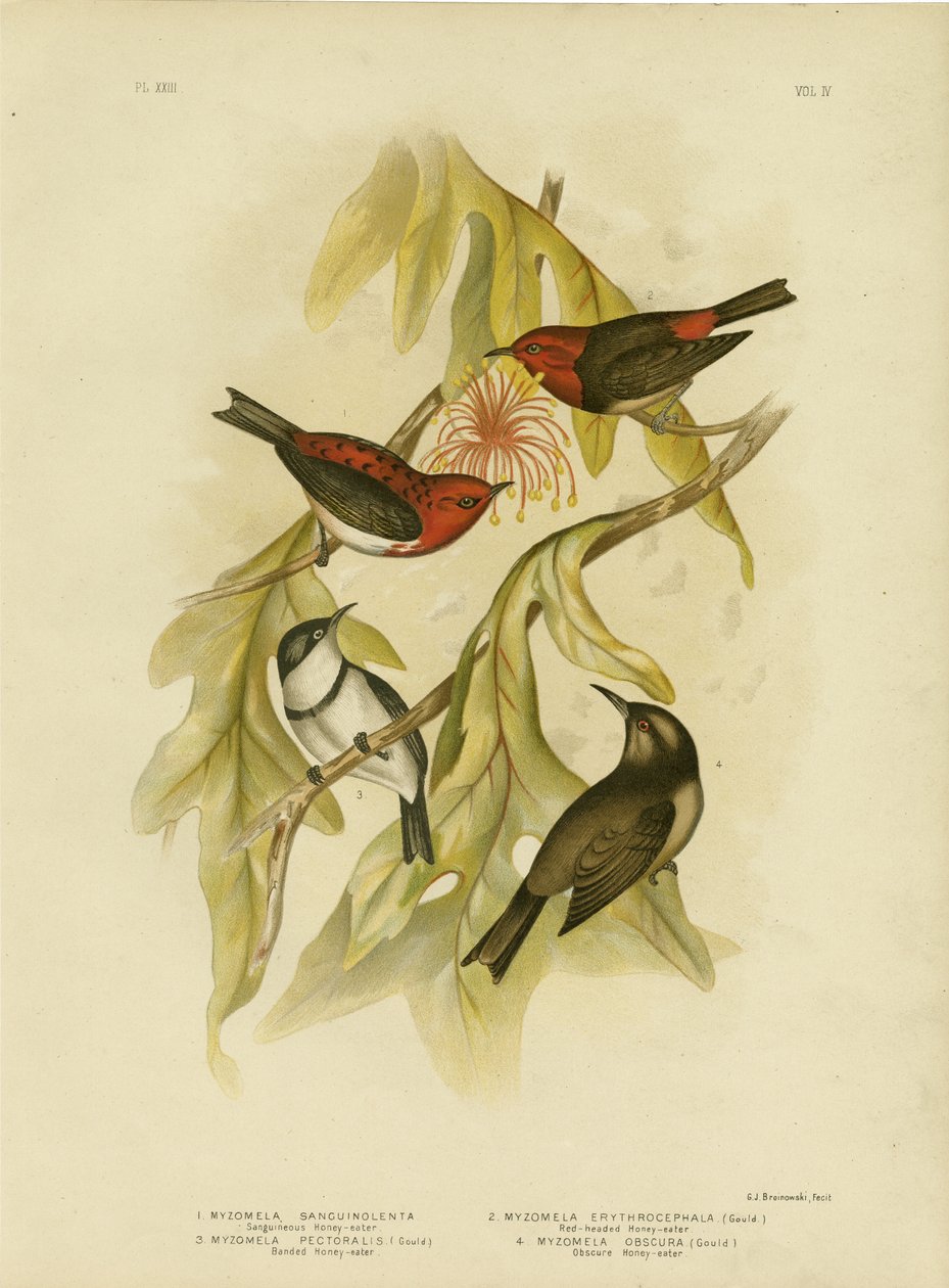 Honeyeater Sanguineous, 1891 de Gracius Broinowski