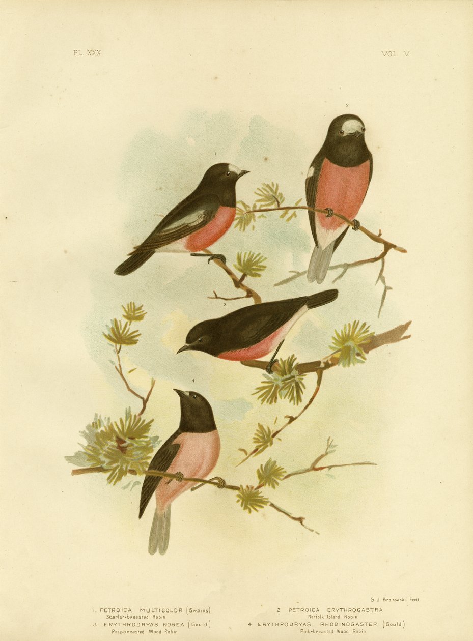 Robin-de-peito-vermelho-escarlate ou Pacific Robin, 1891 de Gracius Broinowski