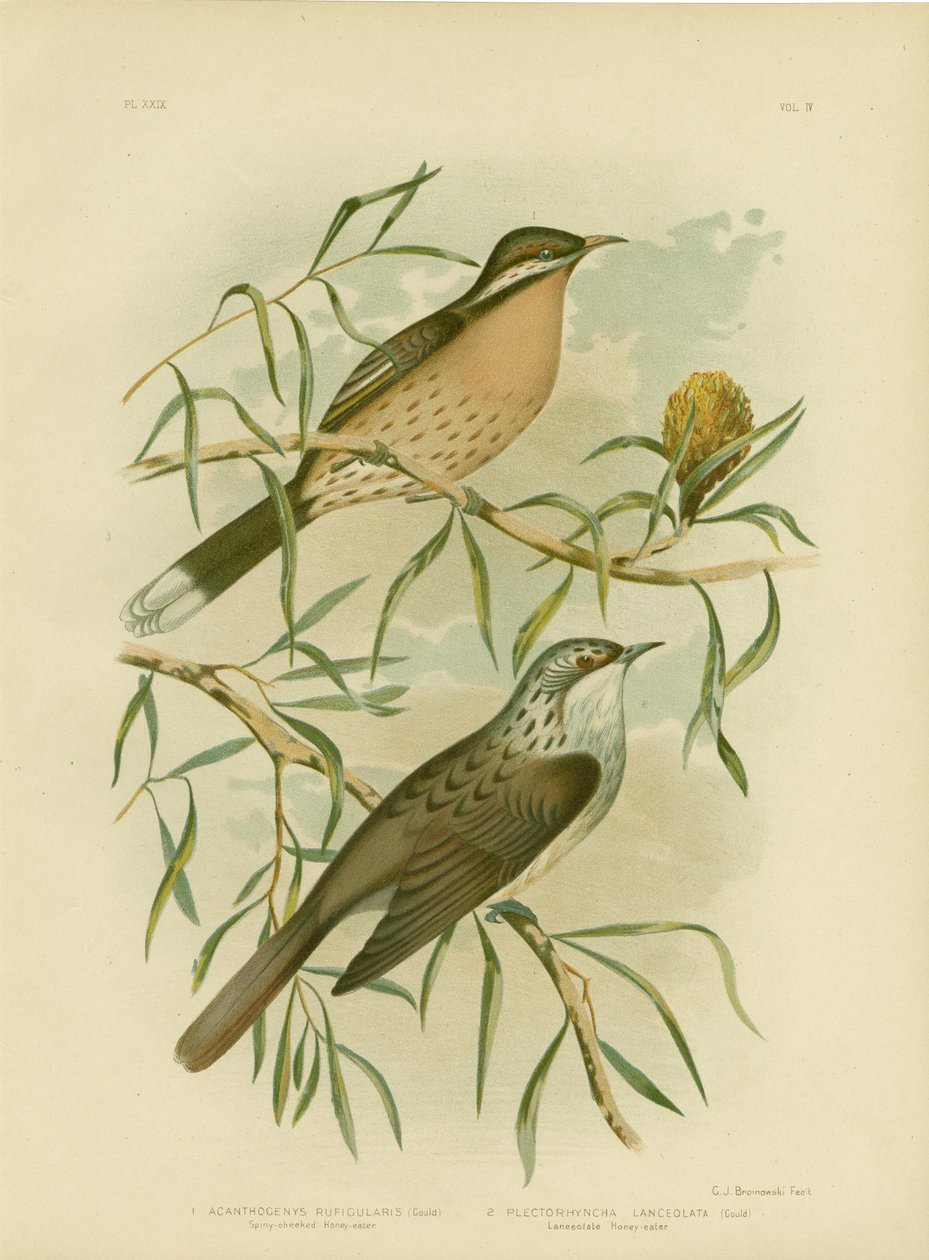 Honeyeater de Chee-espinhoso, 1891 de Gracius Broinowski