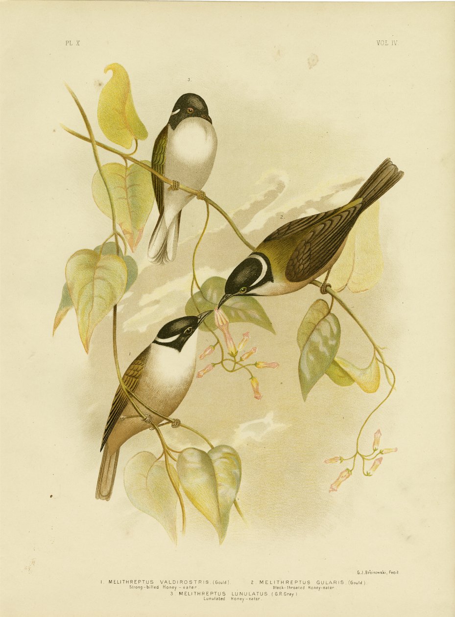 Honeyeater de bico forte, 1891 de Gracius Broinowski