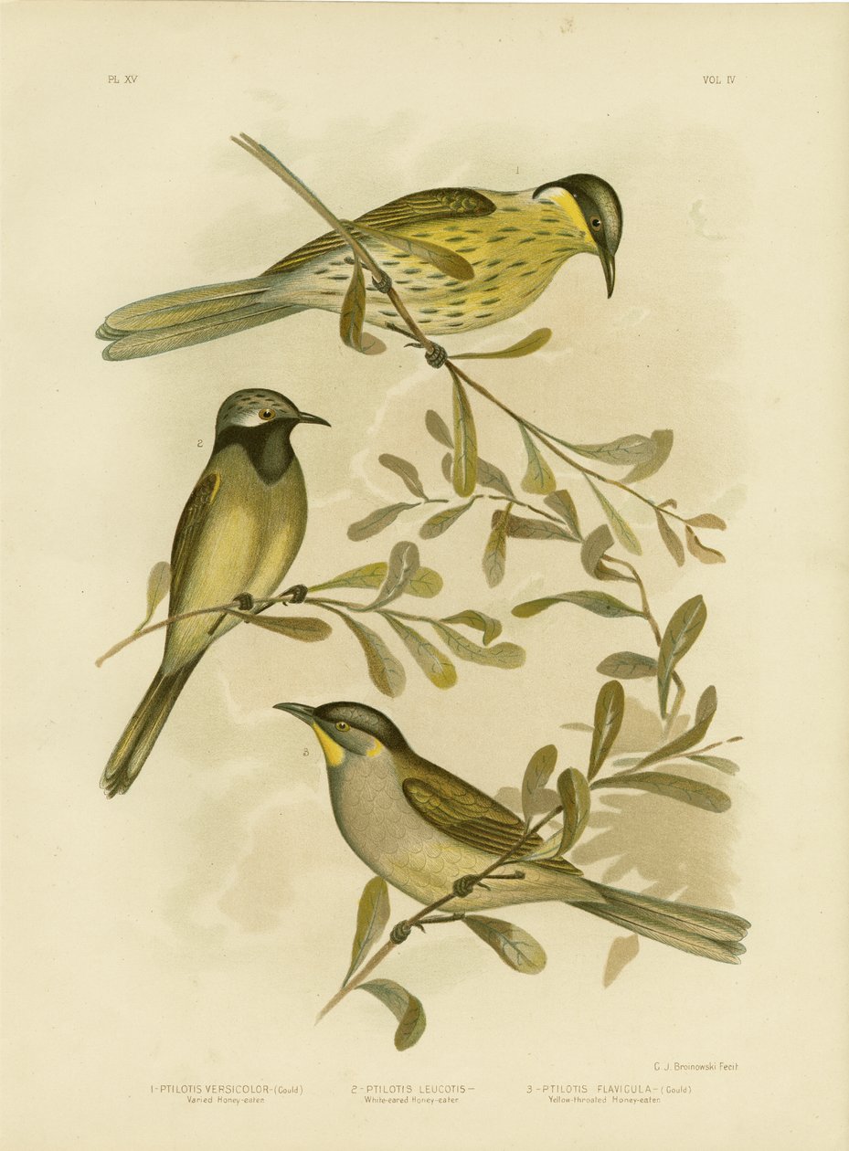 Honeyeater variado, 1891 de Gracius Broinowski