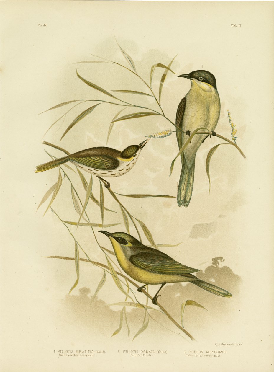 Honeyeater de Wattle-Cheeked ou Honeyeater de Gaped roxo, 1891 de Gracius Broinowski