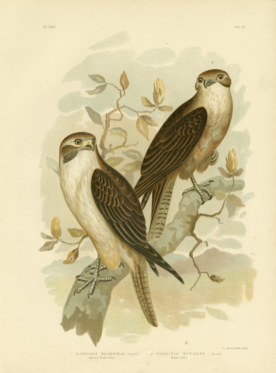 Falcão Marrom Ocidental, 1891 de Gracius Broinowski