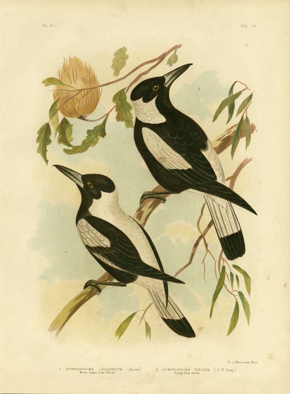 Corvo-Picanço Branco-Suportado, 1891 de Gracius Broinowski