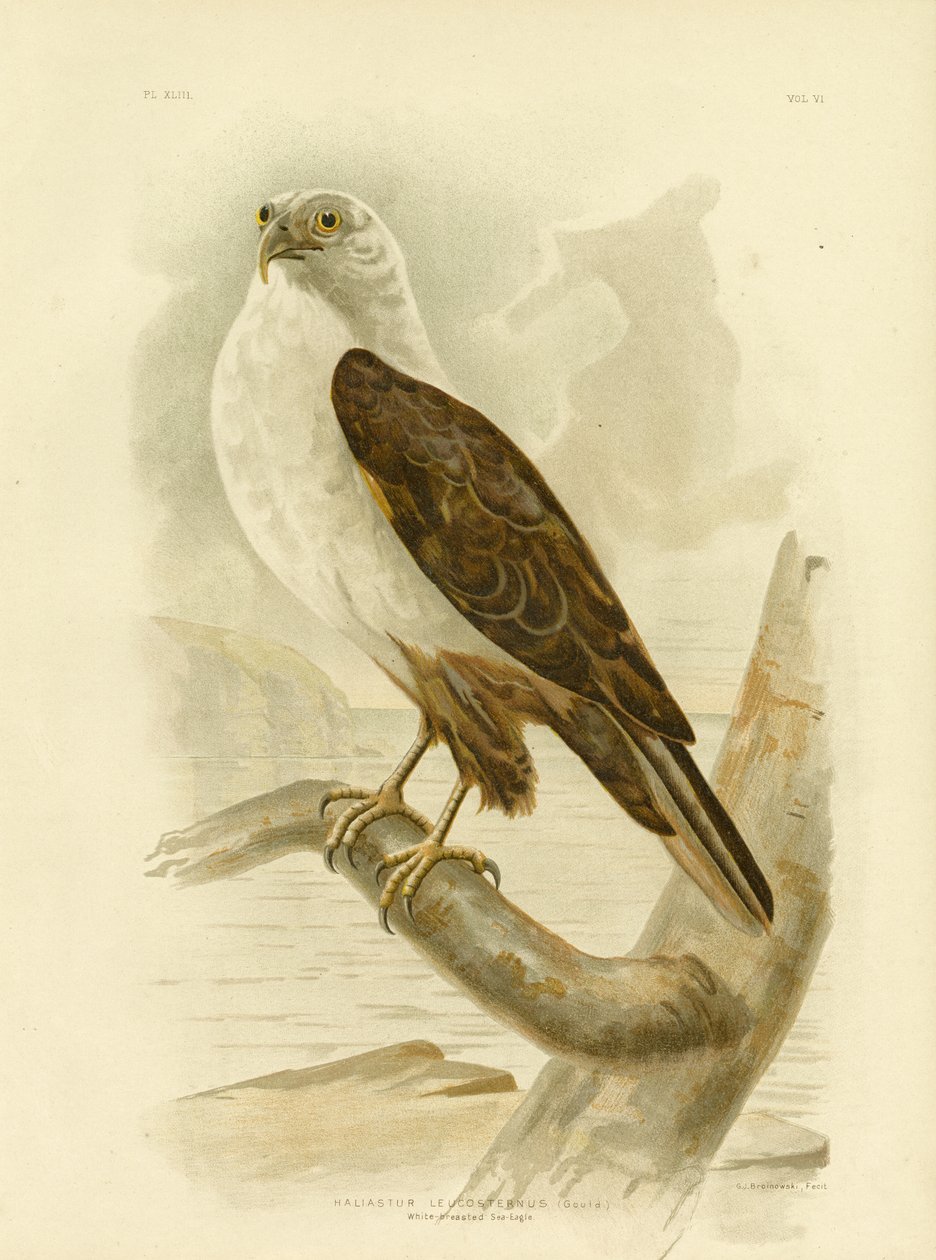 Águia-pescadora-de-peito-branco, 1891 de Gracius Broinowski