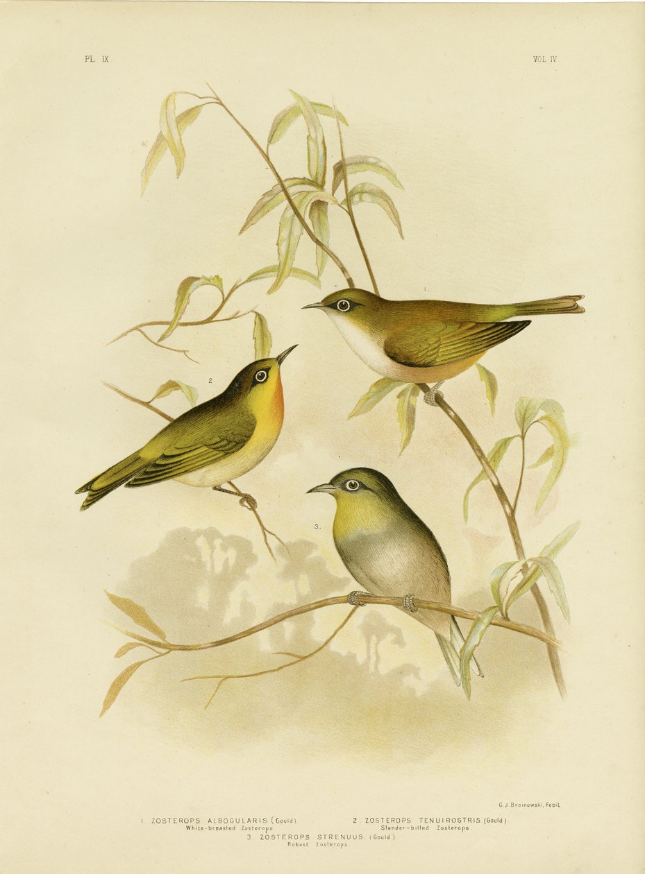Zosterops de peito branco ou olho branco de Norfolk, 1891 de Gracius Broinowski