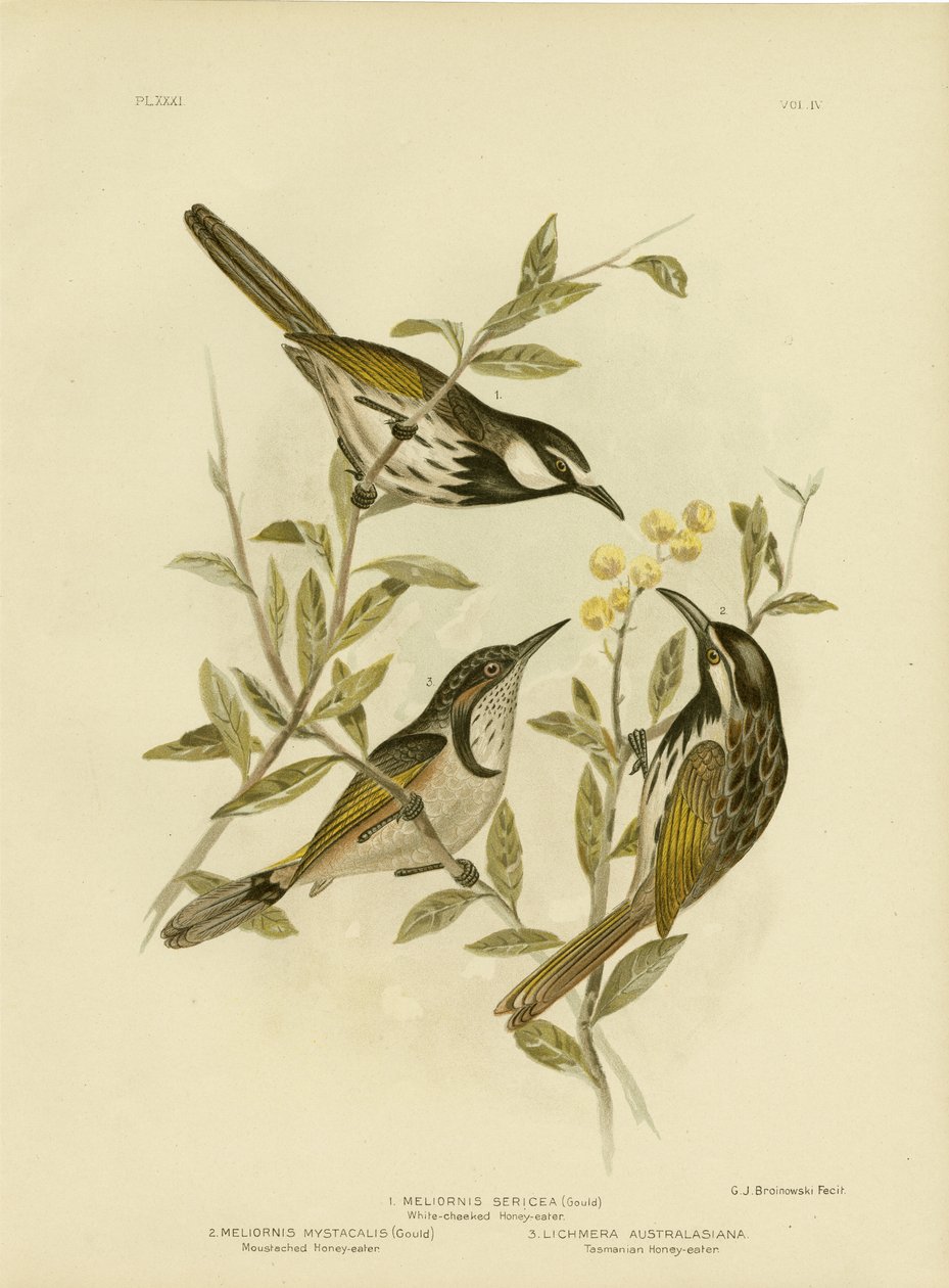 Honeyeater Branco-Cheeked, 1891 de Gracius Broinowski