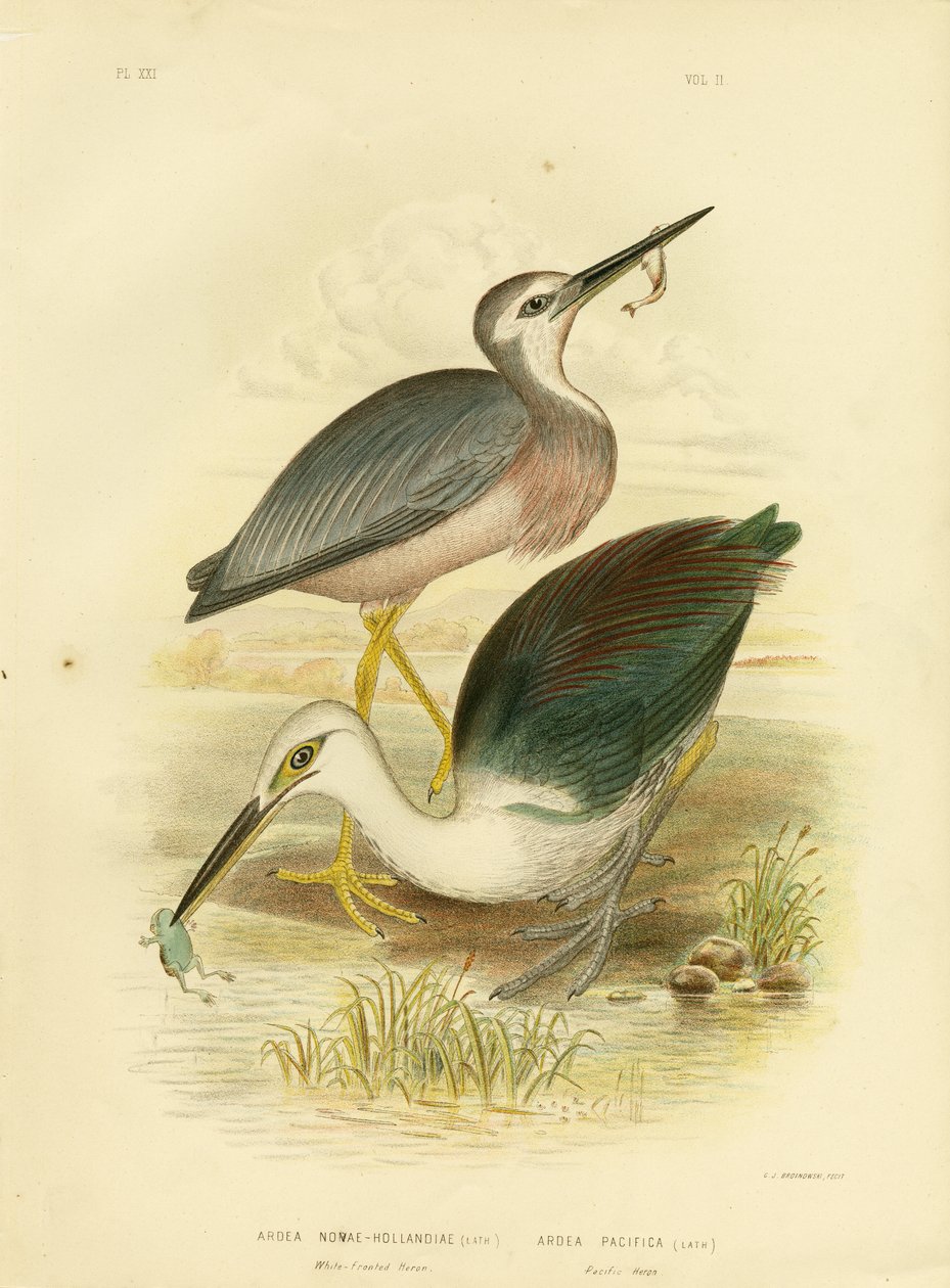 Garça-de-cara-branca, 1891 de Gracius Broinowski