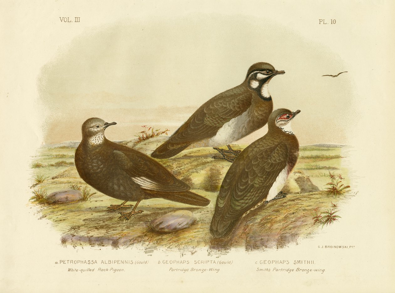 Pombo-da-rocha Branco-Quilled, 1891 de Gracius Broinowski
