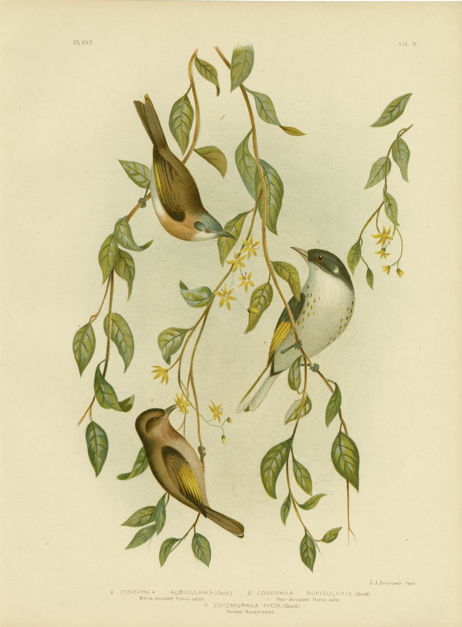 Honeyeater Branco-Throated, 1891 de Gracius Broinowski