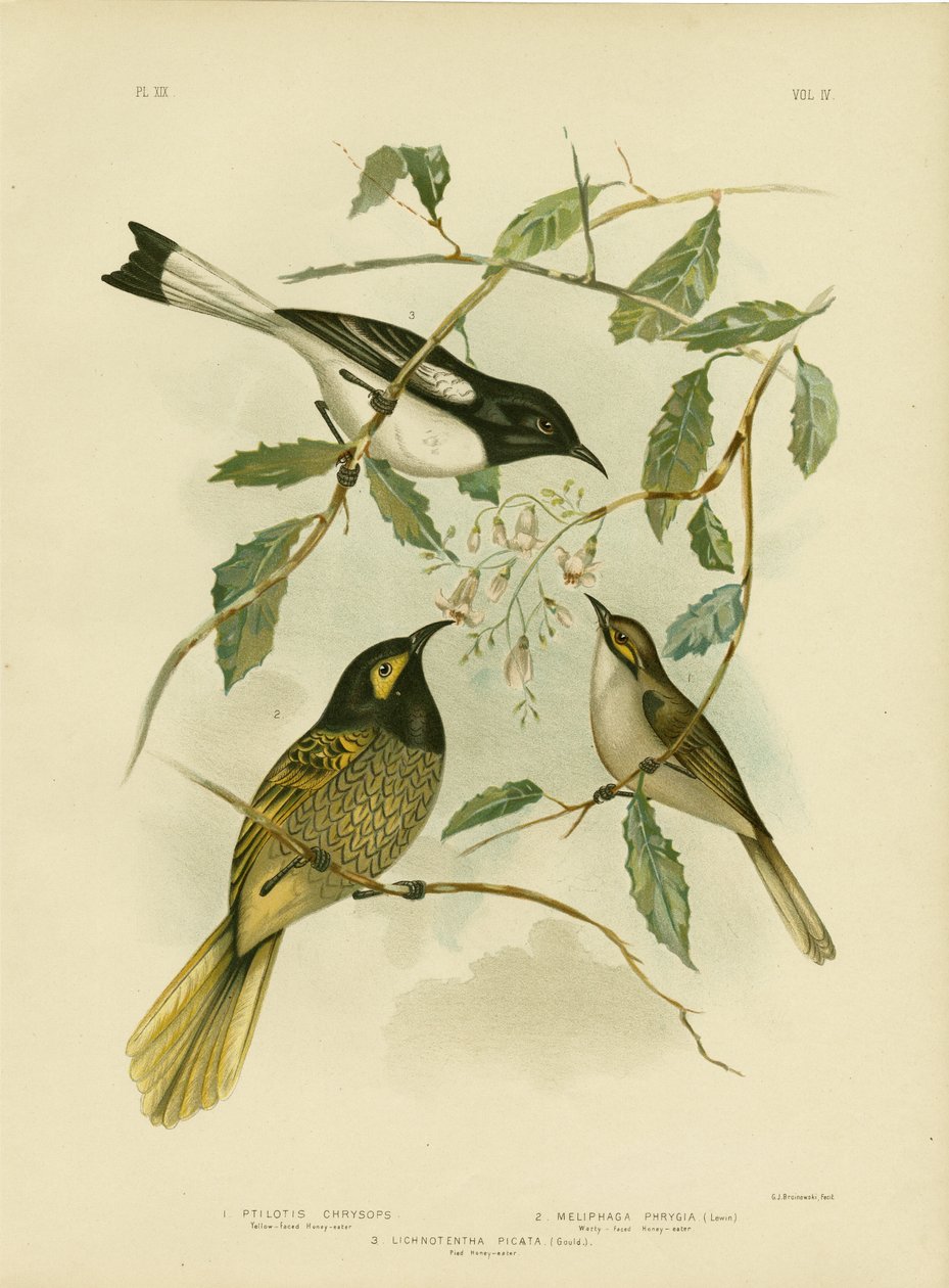 Honeyeater de cara amarela, 1891 de Gracius Broinowski