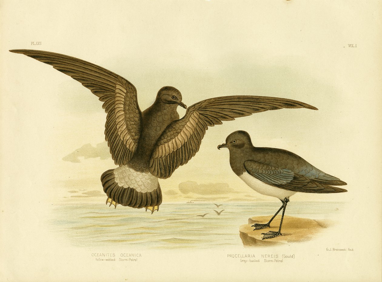 Petrel de tempestade amarelo-Webbed, 1891 de Gracius Broinowski
