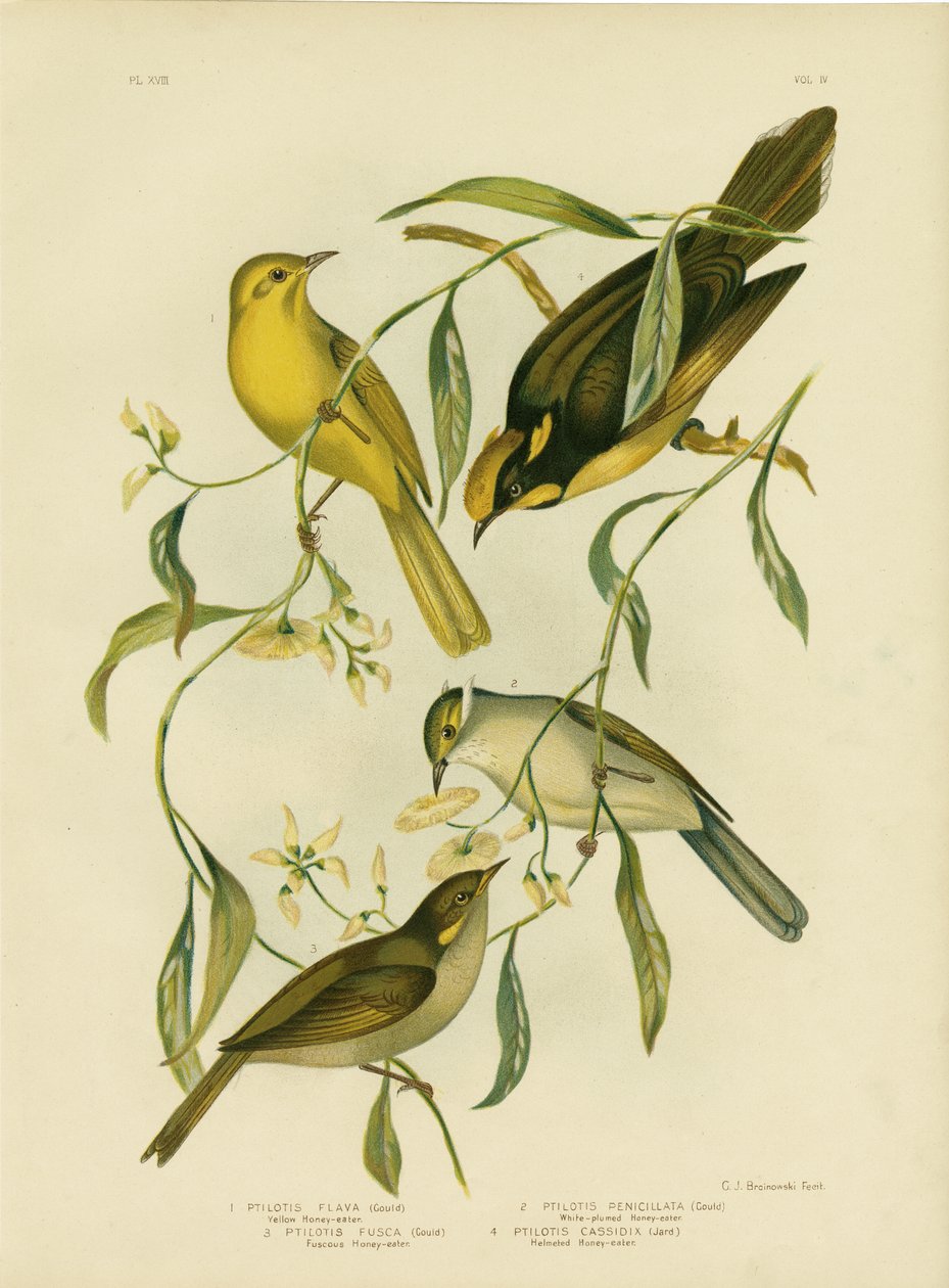 Honeyeater amarelo, 1891 de Gracius Broinowski
