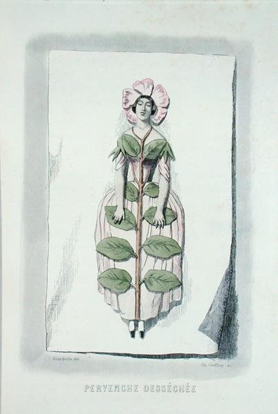 Periwinkle murcha, de 