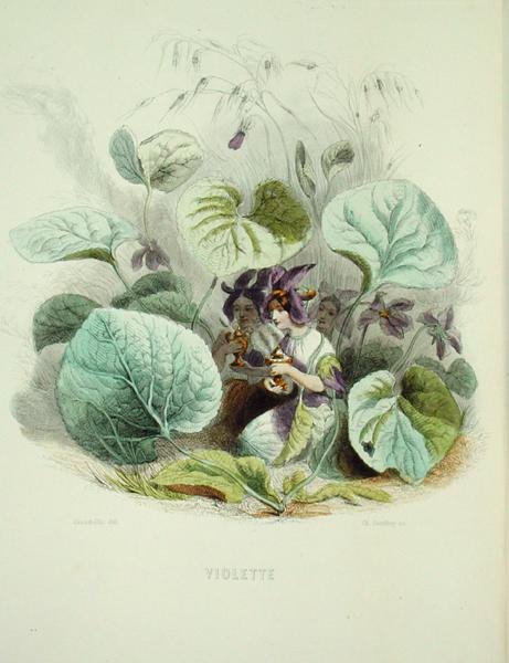 A Violeta, de 