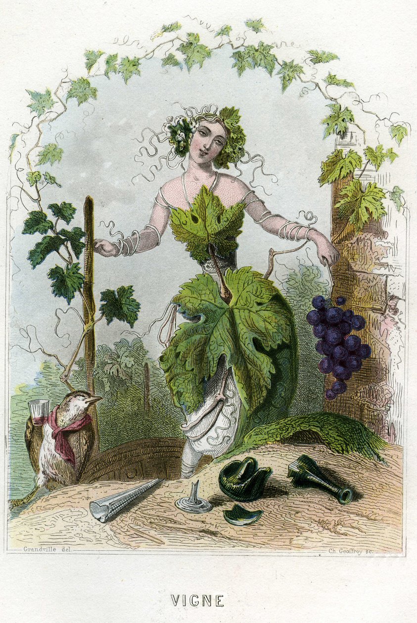 Ilustração para "Les Fleurs Animees". de Grandville (1803 47)