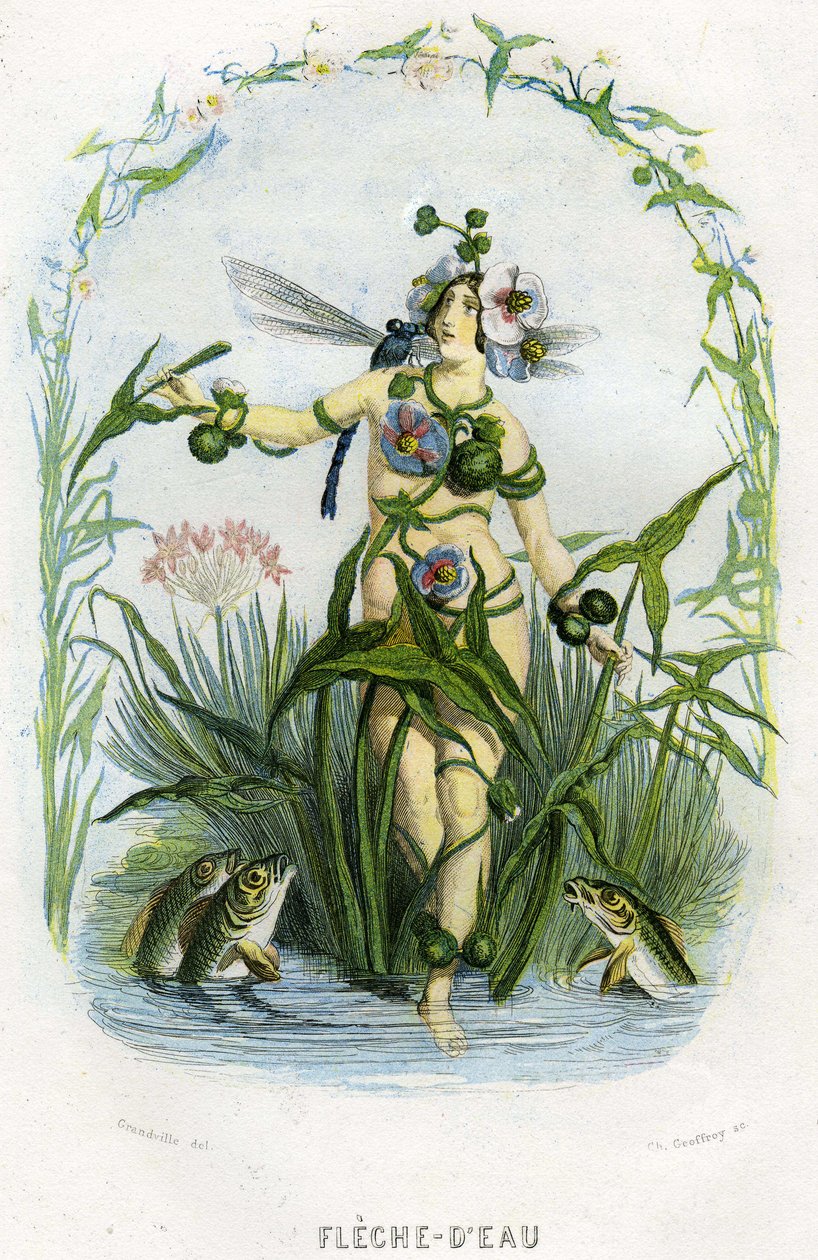 Ilustração para "Les Fleurs Animees". de Grandville (1803 47)