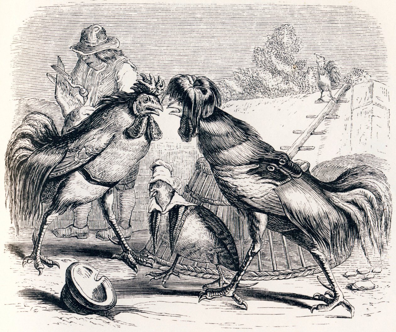 A perdiz e os dois torradores (La perdrix et les deux coqs) - Fábulas de La Fontaine de Grandville