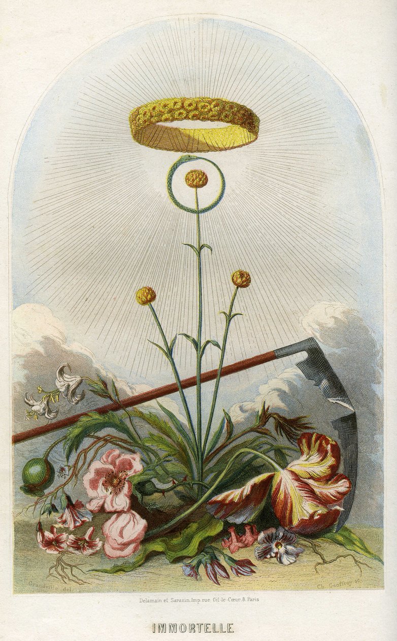 Ilustração para "Les Fleurs Animees". de Grandville (1803 47)