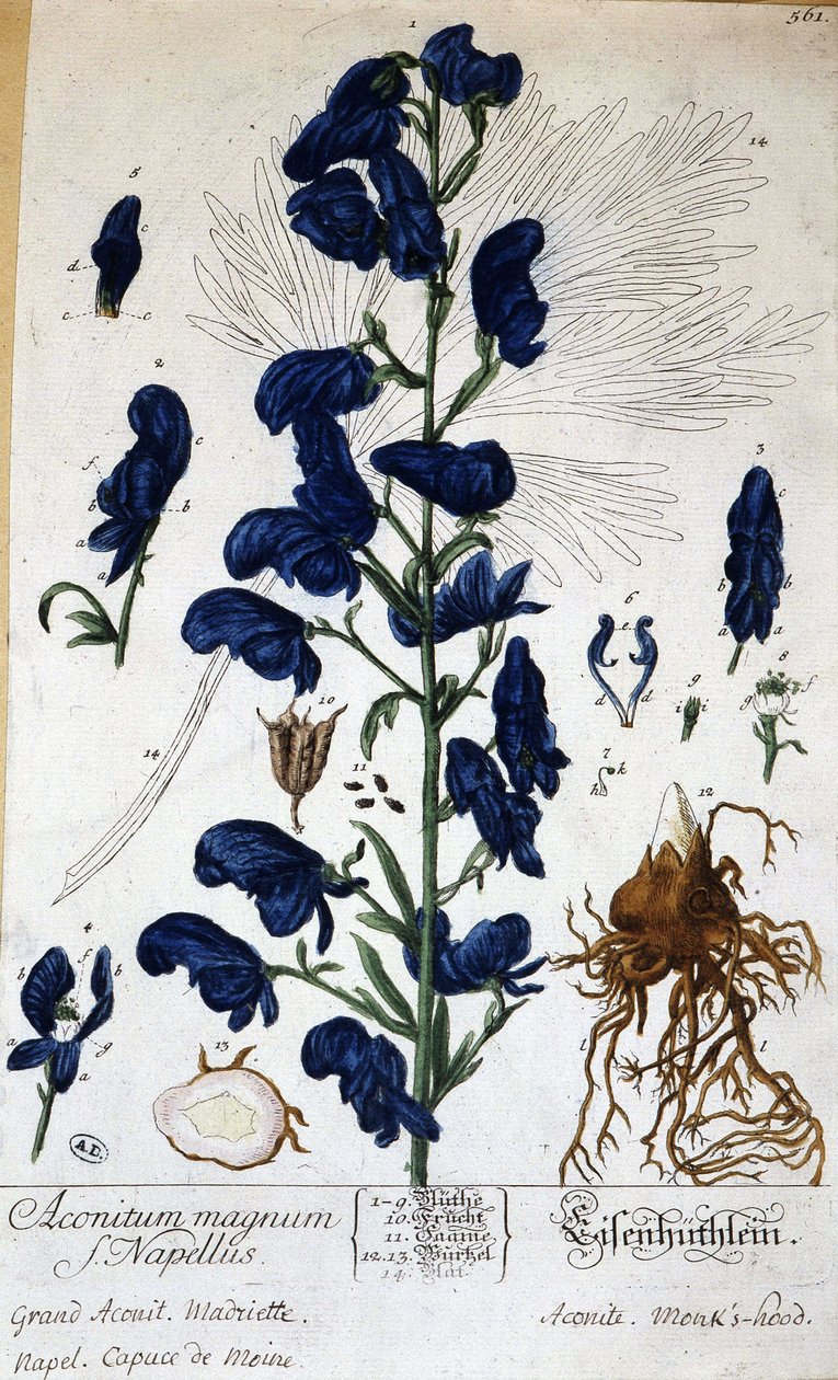 Grande aconita, capuce do monge (aconitum magnum) - em "Animated Flowers" de Grandville, n.d. 19. de Grandville