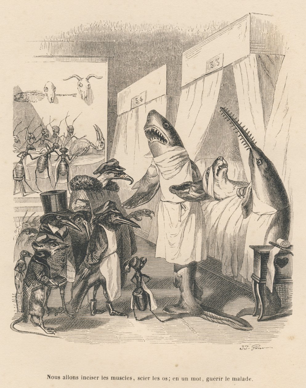 Os médicos tubarões explicam a sua cirurgia. Vinhetas ilustradas por JJ Granville. Gravura assinada Godard na parte intitulada "Les animaux medecins" escrita por Pierre Bernard em "Scenes de la vie privee et publique des animaux". Por de Grandville
